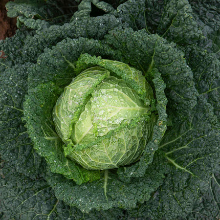 Cabbage Plant 'Savoy Serpentine'