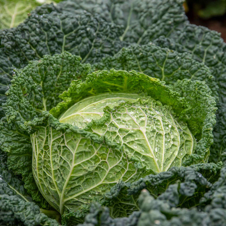 Cabbage Plant 'Savoy Serpentine'