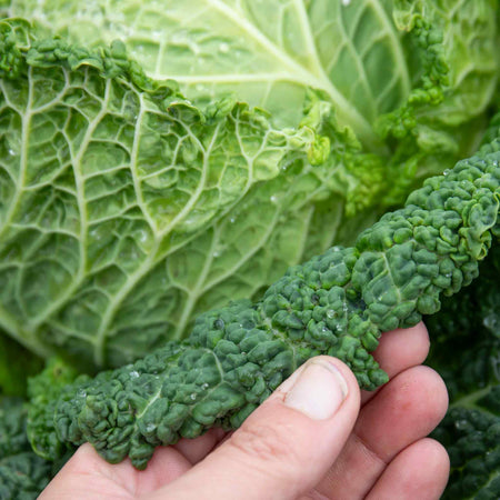 Cabbage Plant 'Savoy Serpentine'