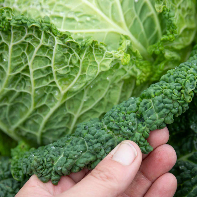 Cabbage Plant 'Savoy Serpentine'