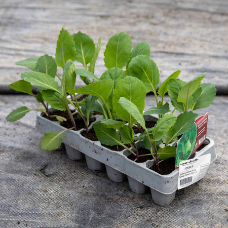 Spring Cabbage Plant 'Durham Early'