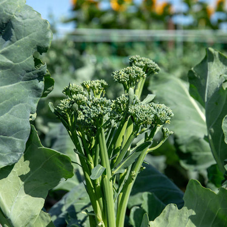 Broccoli Plant 'Calabrese Slender Stem'