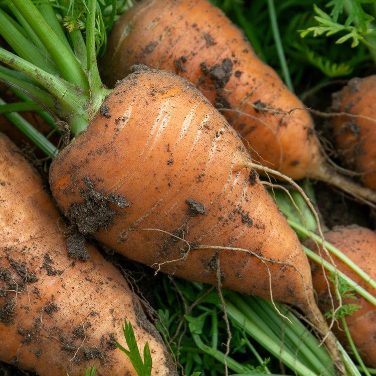 Carrot Chantenay - 12 Plants