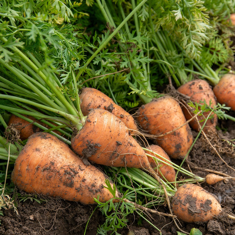 Carrot Chantenay - 12 Plants