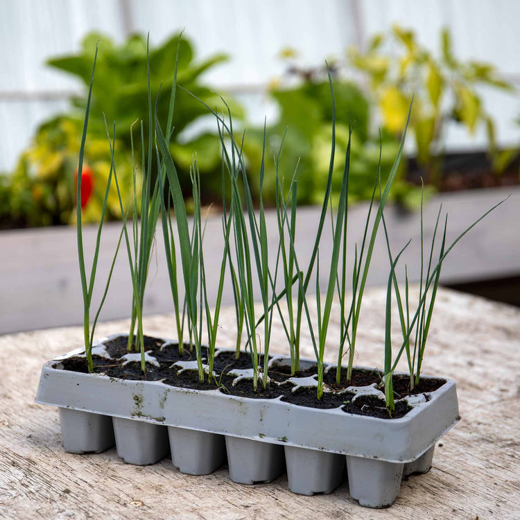 Spring Onion Plant 'White Lisbon'