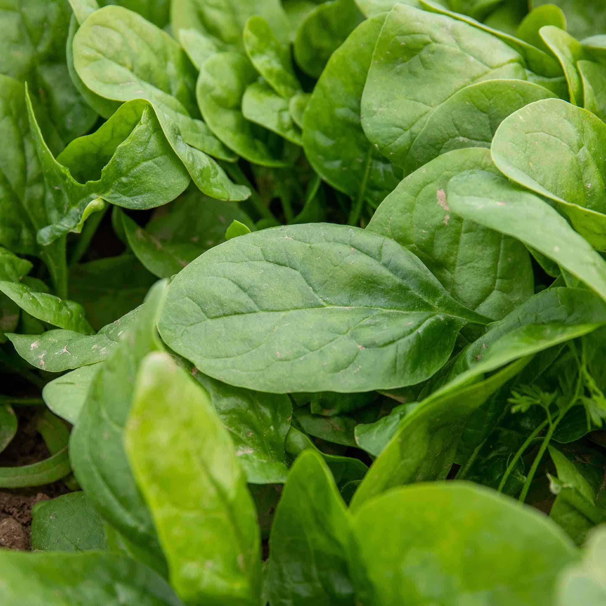 Spinach 'Renegade' 12 Garden Ready Plants Buy Spinach Plants Online Spinach Plants for