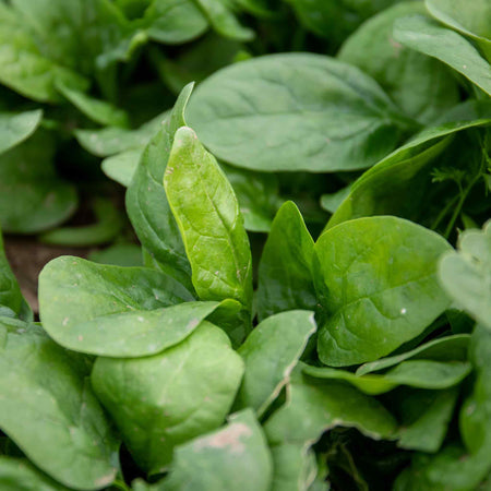 Spinach Plant 'Renegade'