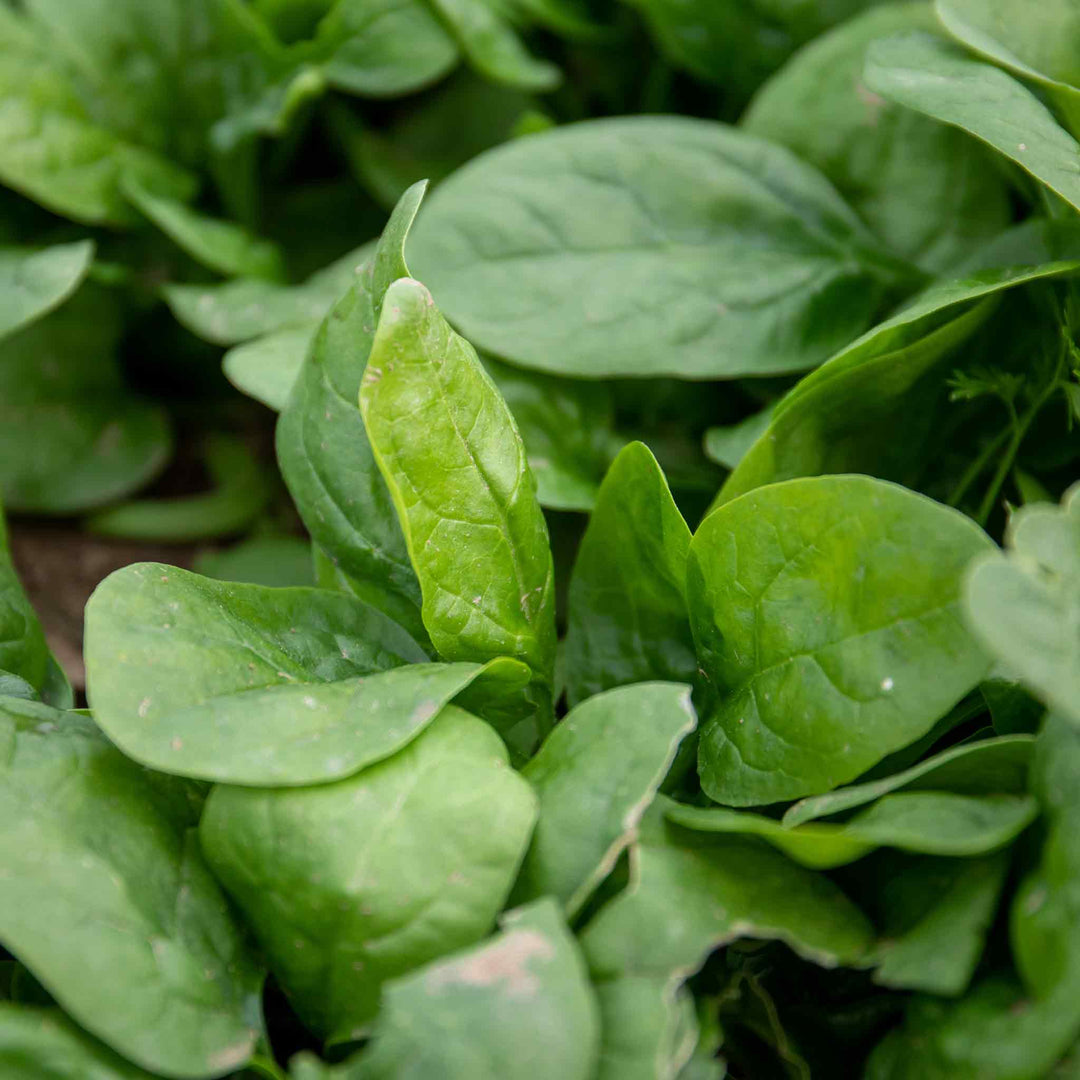 Spinach 'Renegade' 12 Garden Ready Plants Buy Spinach Plants Online Spinach Plants for