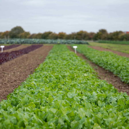 Spinach Plant 'Renegade'