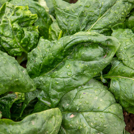 Spinach Plant 'Renegade'