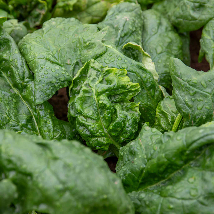 Spinach Plant 'Renegade'