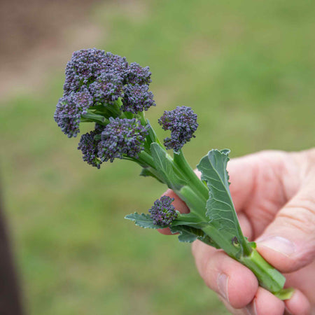 Broccoli Seeds 'Claret' F1