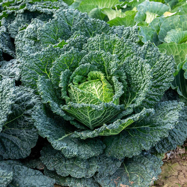 Cabbage Plant 'Savoy Serpentine'