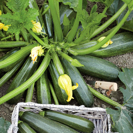 Courgette Plant 'Green Defender'