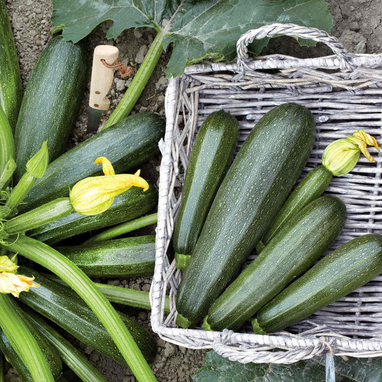 Courgette Plant 'Green Defender'