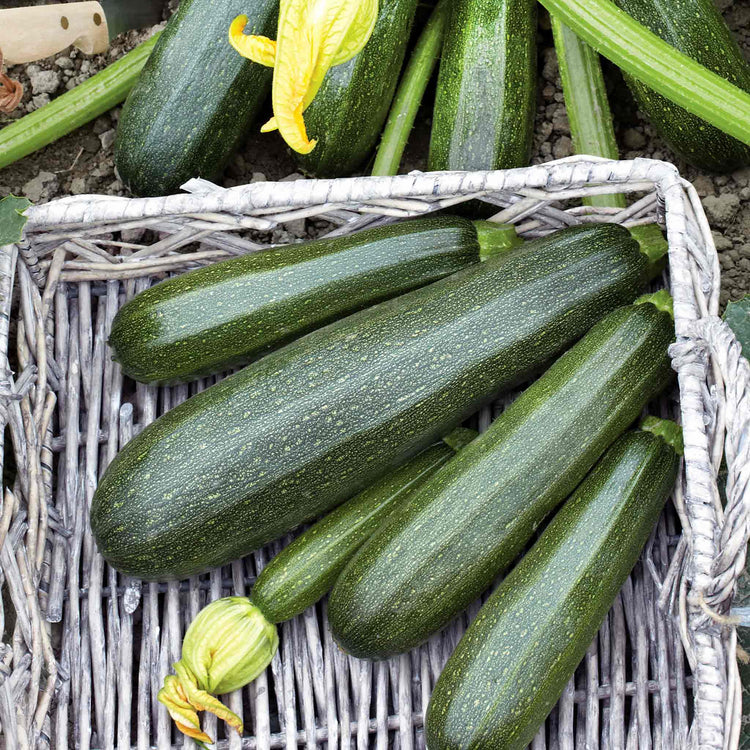 Courgette Plant 'Green Defender'