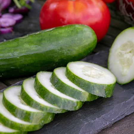 Cucumber Plant 'Outdoor Duo'