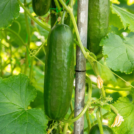 Cucumber Plant 'Outdoor Duo'