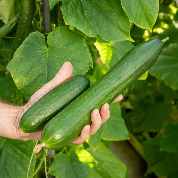 Cucumber Plant 'Outdoor Duo'