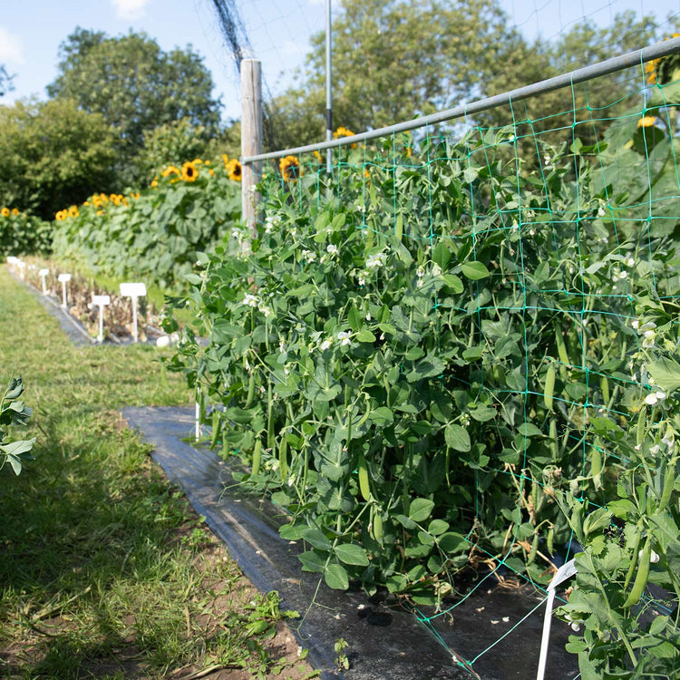 Sugar Snap Pea Seeds 'Sugar Force'