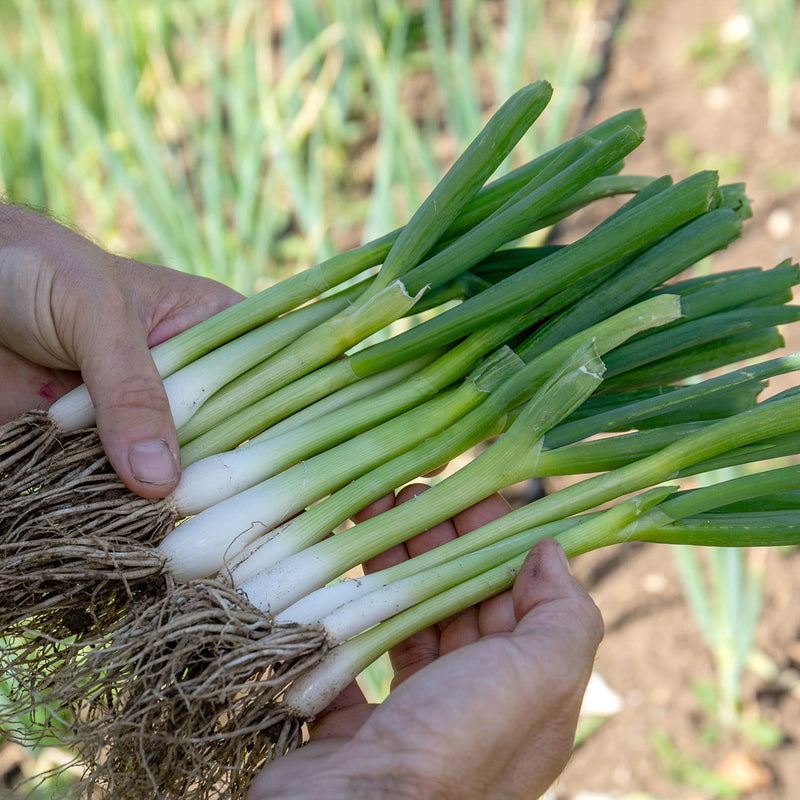 Spring Onion Plant 'White Lisbon'