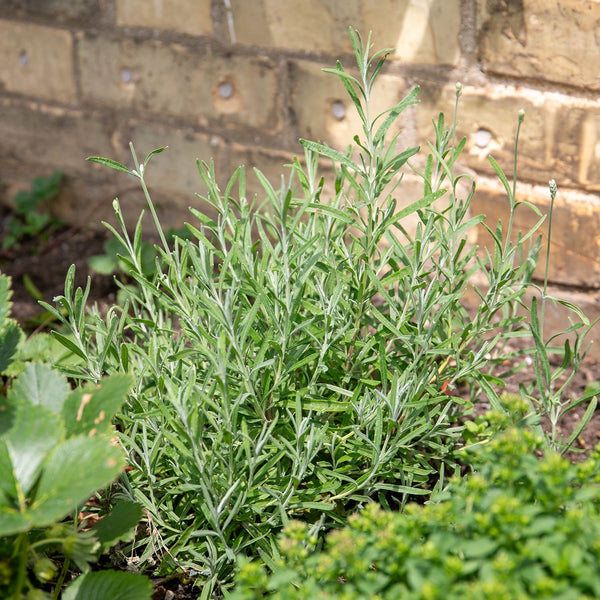 Tarragon Plant