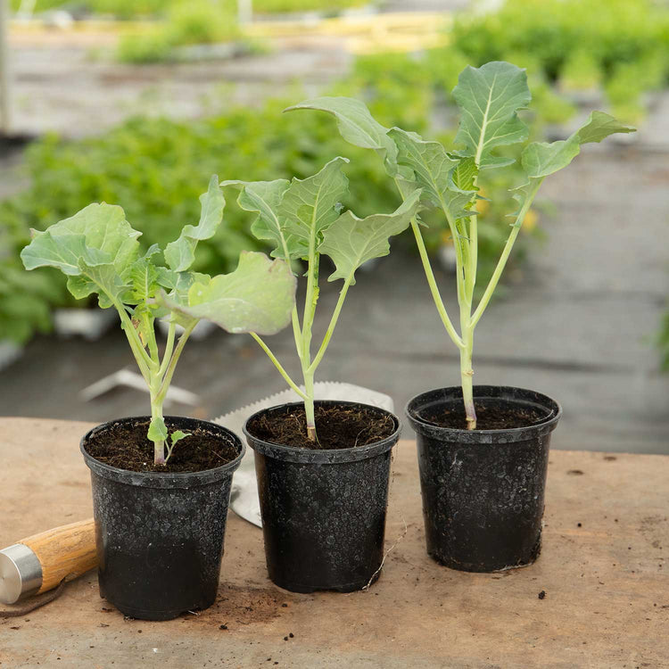 Cabbage Plant 'Supervoy'