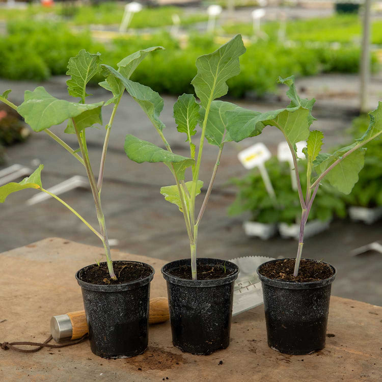 Broccoli Plant 'Extra Early Rudolph'