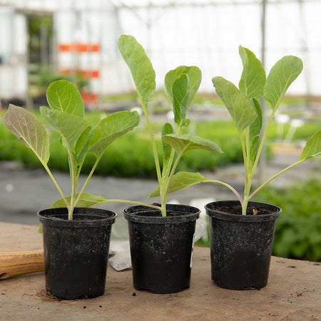 Brussels Sprout Plant 'Crispus'