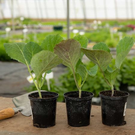 Cabbage Plant 'Savoy Serpentine'