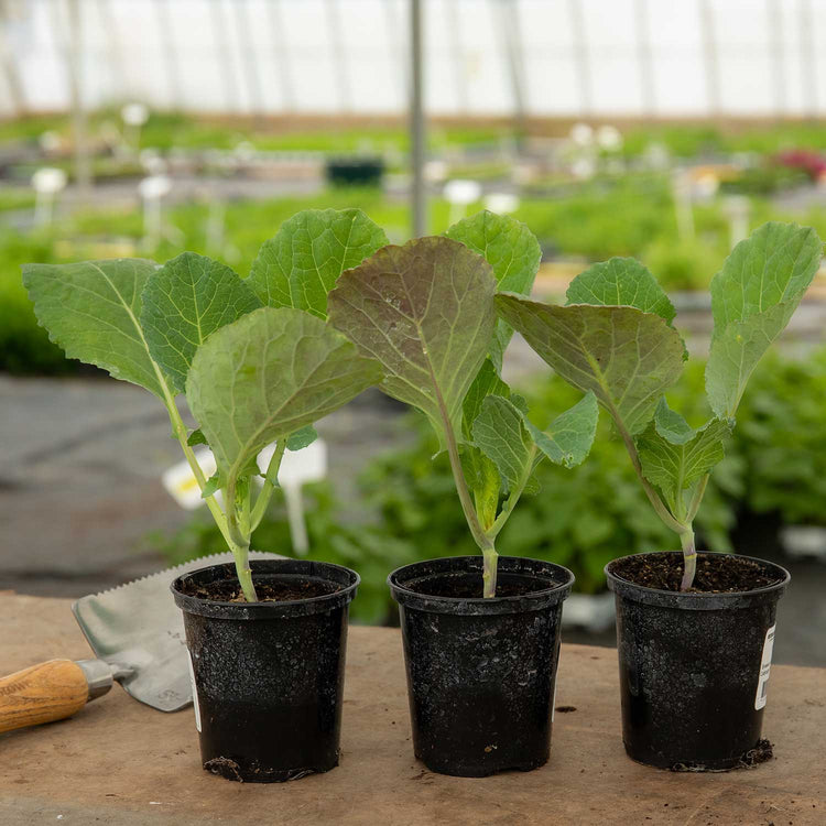 Cabbage Plant 'Savoy Serpentine'