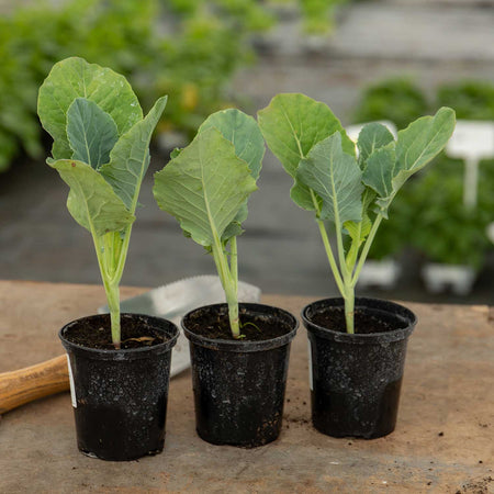 Cauliflower Plant 'Clapton'