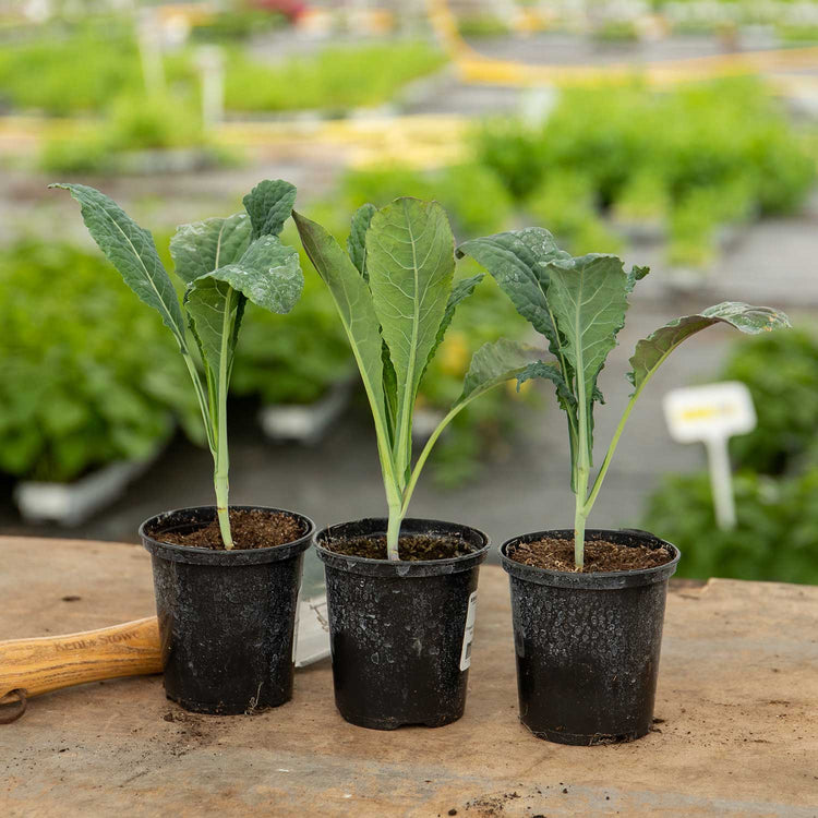 Kale Cavolo Nero Plants 'Black Magic' - June Despatch