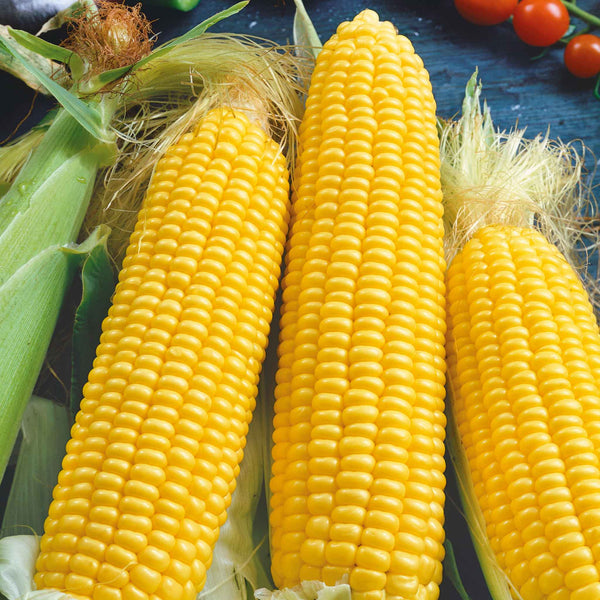 Sweetcorn Plant 'Earlibird'