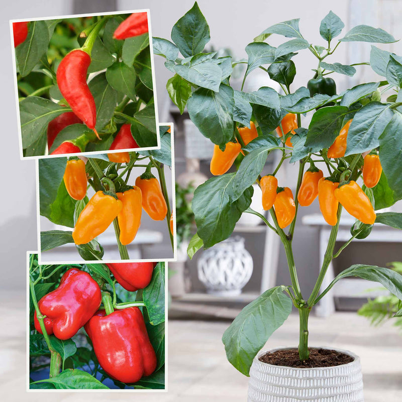 Kitchen Growers Pepper Collection Plugs