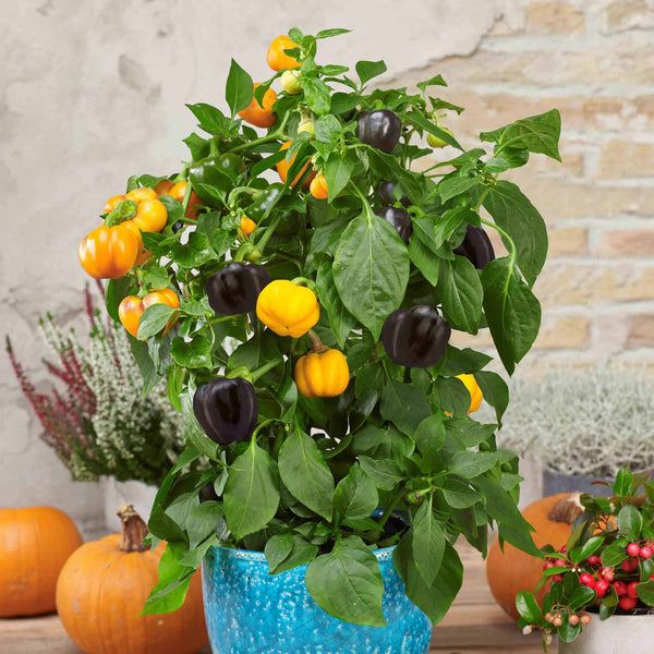 Sweet Pepper Plant 'Halloween Pepper Pumpkin Orange'