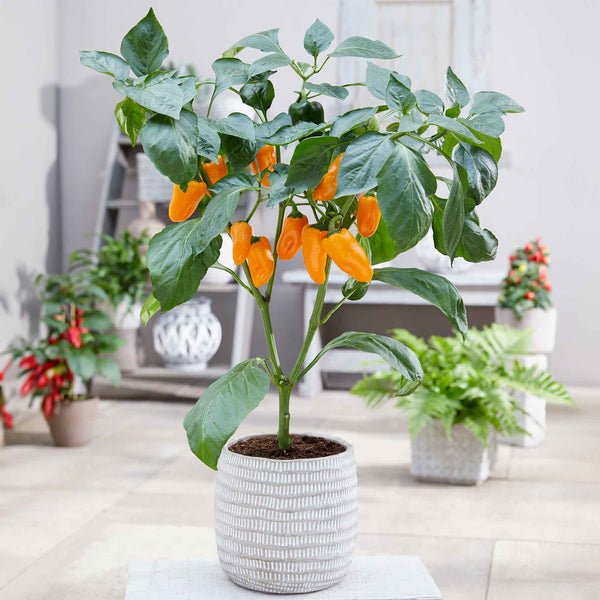 Sweet Pepper 'Pillar Orange' 9cm Pots - Late May Despatch