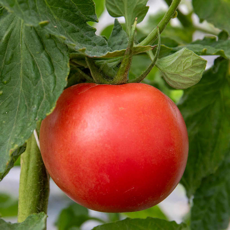 Cordon Tomato Plant 'Paoline'