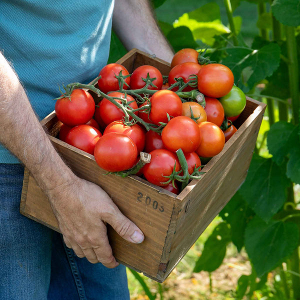 Cordon Tomato Plant 'Paoline'