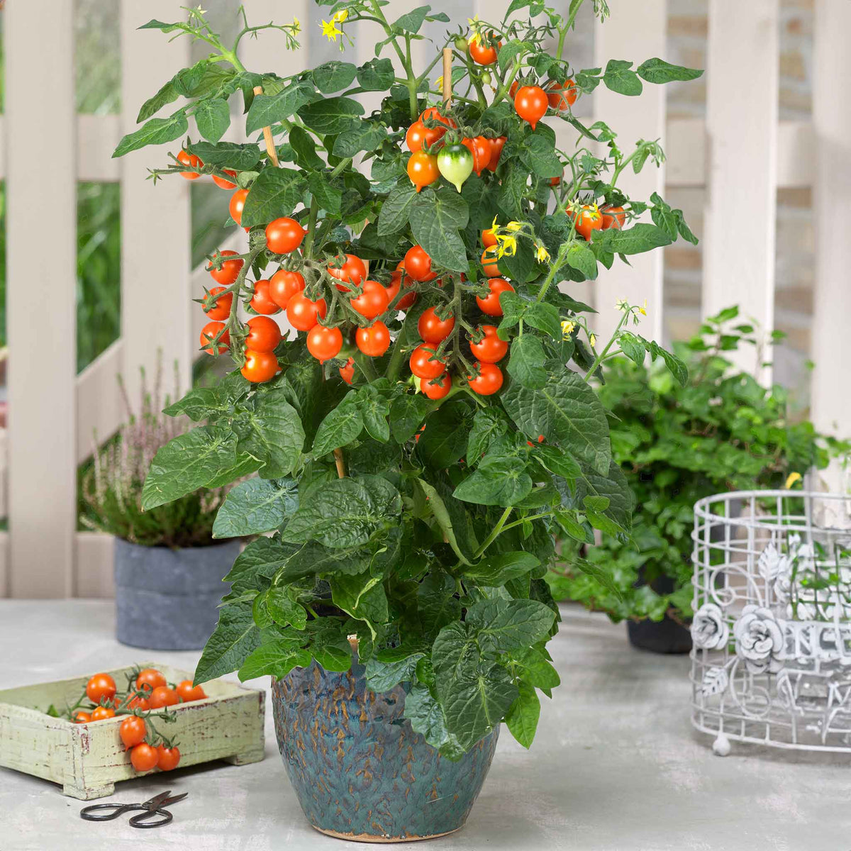 Tomato 'Pillar Orange' 9cm Plants Early June Despatch Buy Tomato