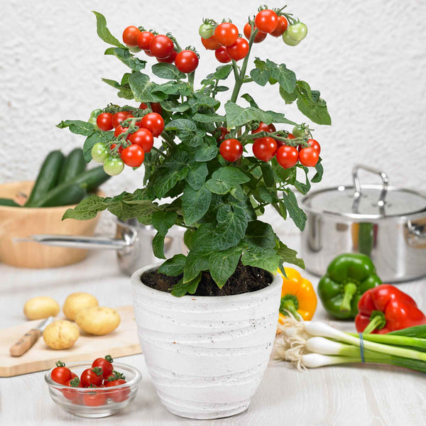 Bush Tomato Plant 'Pillar Catch Red'