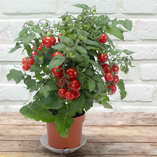 Tomato 'Sweet Sturdy Jo' (Bush) - Early May Despatch | Buy Tomato ...