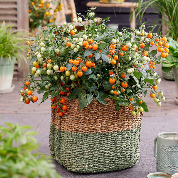 Bush Tomato Plant 'Tiny Tempatations Orange'