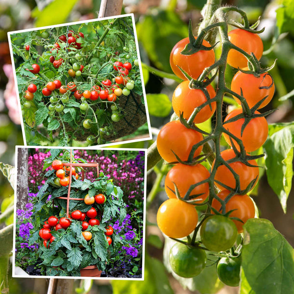 Tomato Plant 'The Best' Collection