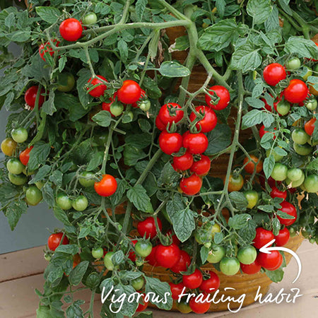 Bush Tomato Plant 'Tumbling Tom'