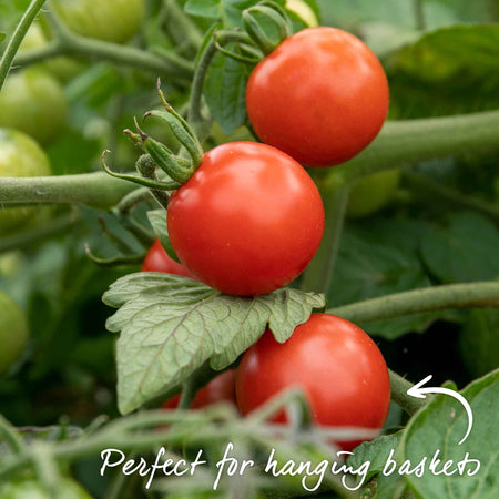 Bush Tomato Plant 'Tumbling Tom'