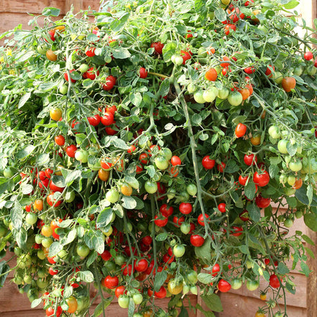 hanging tomato plants for sale Bush Tomato Plant 'Hanging Basket Collection'