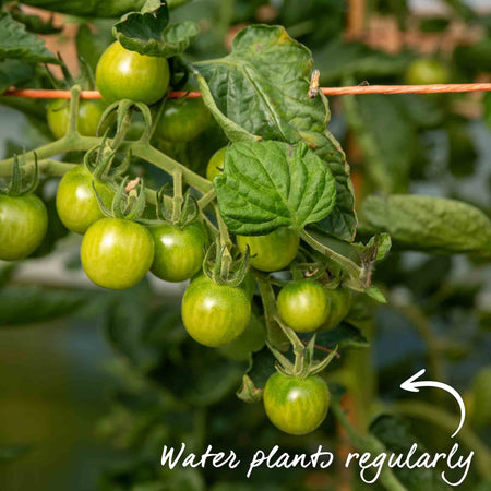 Bush Tomato Plant 'Tumbling Tom'