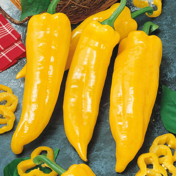 Sweet Pepper Plant 'Corno Yellow Bulls Horn'