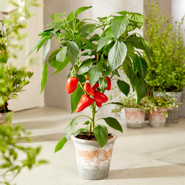 Sweet Pepper 'Pillar Sweet Red' 9cm Pots - Late May Despatch